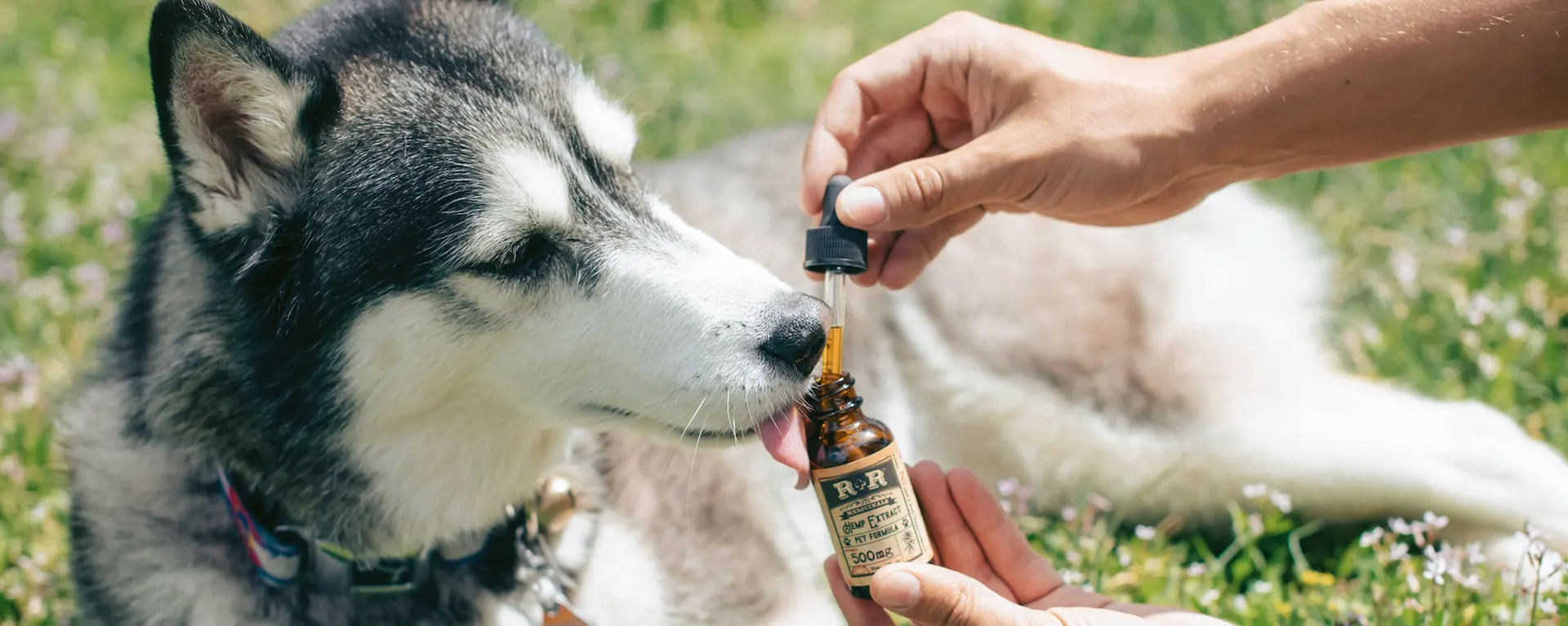 CBD Oil for Dogs: What You Need to Know